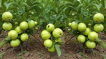 LIVE🔴🌿Easy Method to Grow Guava Trees from Cutting #live #garden