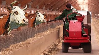 Biggest Cow Farm In Australia - Most Modern Farming Model - Australia Farming #Cattleculture