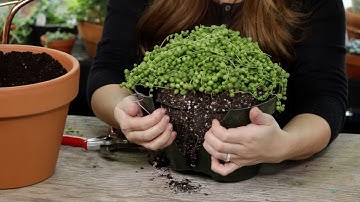 How and When to Repot Senecio String of Pearls