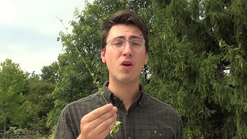 How Seeds Travel: A Virtual Field Trip to the Chicago Botanic Garden