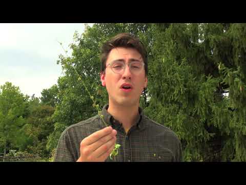 How Seeds Travel: