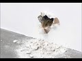 Ryan Gander. Souris animatronique