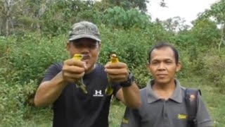 The Easiest Trap For Golden Orioles To Catch Lots Of Them