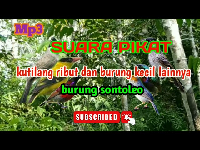 Suara burung kutilang ribut || burung kecil ribut || kepodang emas class=