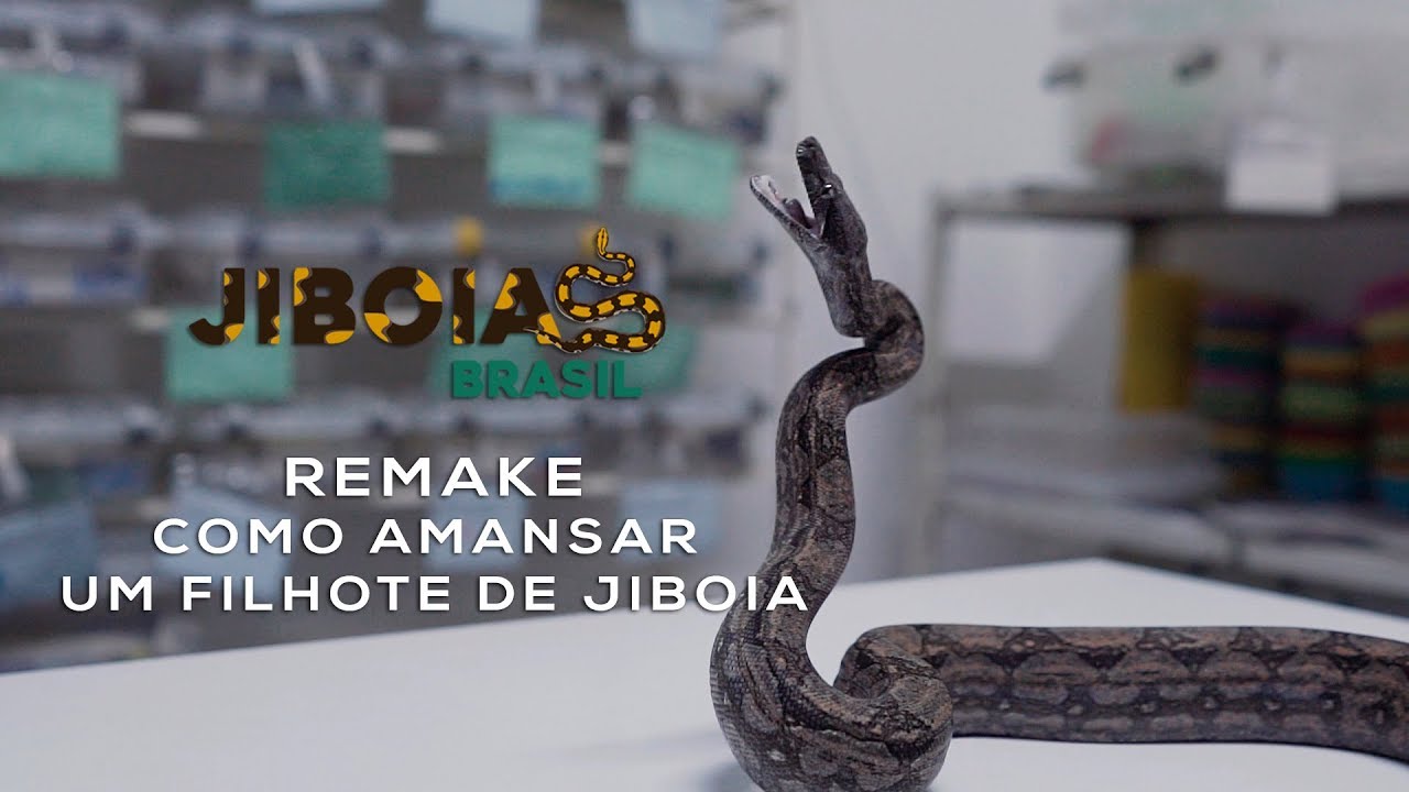 COMO AMANSAR JIBOIAS