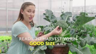 How to Tell When Broccoli Is Ready to Harvest