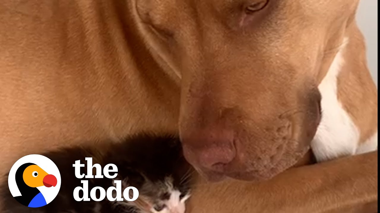Pittie Learns How To Be Friends With…Kittens! | The Dodo - YouTube