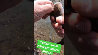 CREEK CHUB MAKES WEIRD NOISE! 