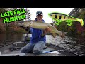 Late fall slow rolling big swimbaits