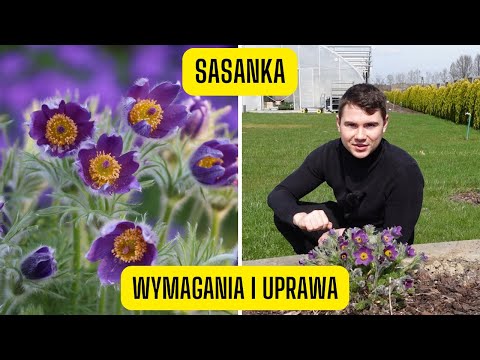 Wideo: Informacje o sasankach - pielęgnacja sasanek w ogrodzie