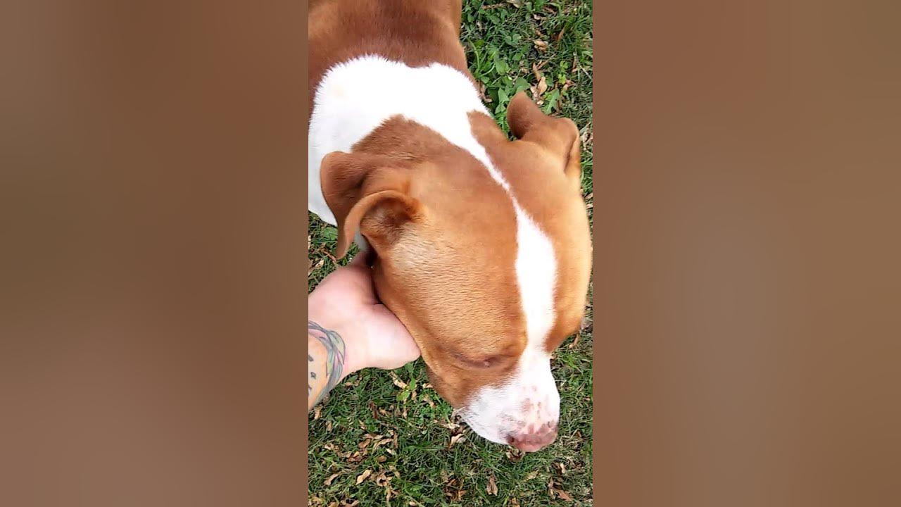 American Red Nose Stafford YouTube