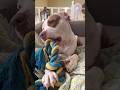 Neptune the Pitbull - New Rope Toy - #neptune #pitbull #cute #love #dog