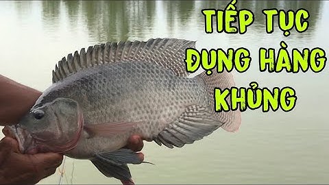 Tiếp tục đụng hàng KHỦNG || RÔ PHI KHỦNG SIÊU NHÁT MỒI
