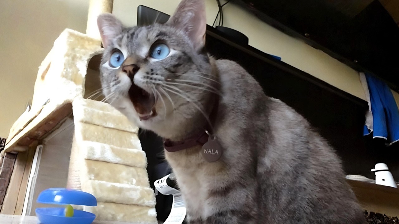 You Laugh, You Lose! 🤣 Funny Cat Videos 2026 😹 Part 116