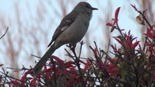 Early Morning Mocking Bird (Sony HDR-CX500v)