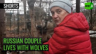 A Russian couple runs a rehab for wild animals | RT Documentary