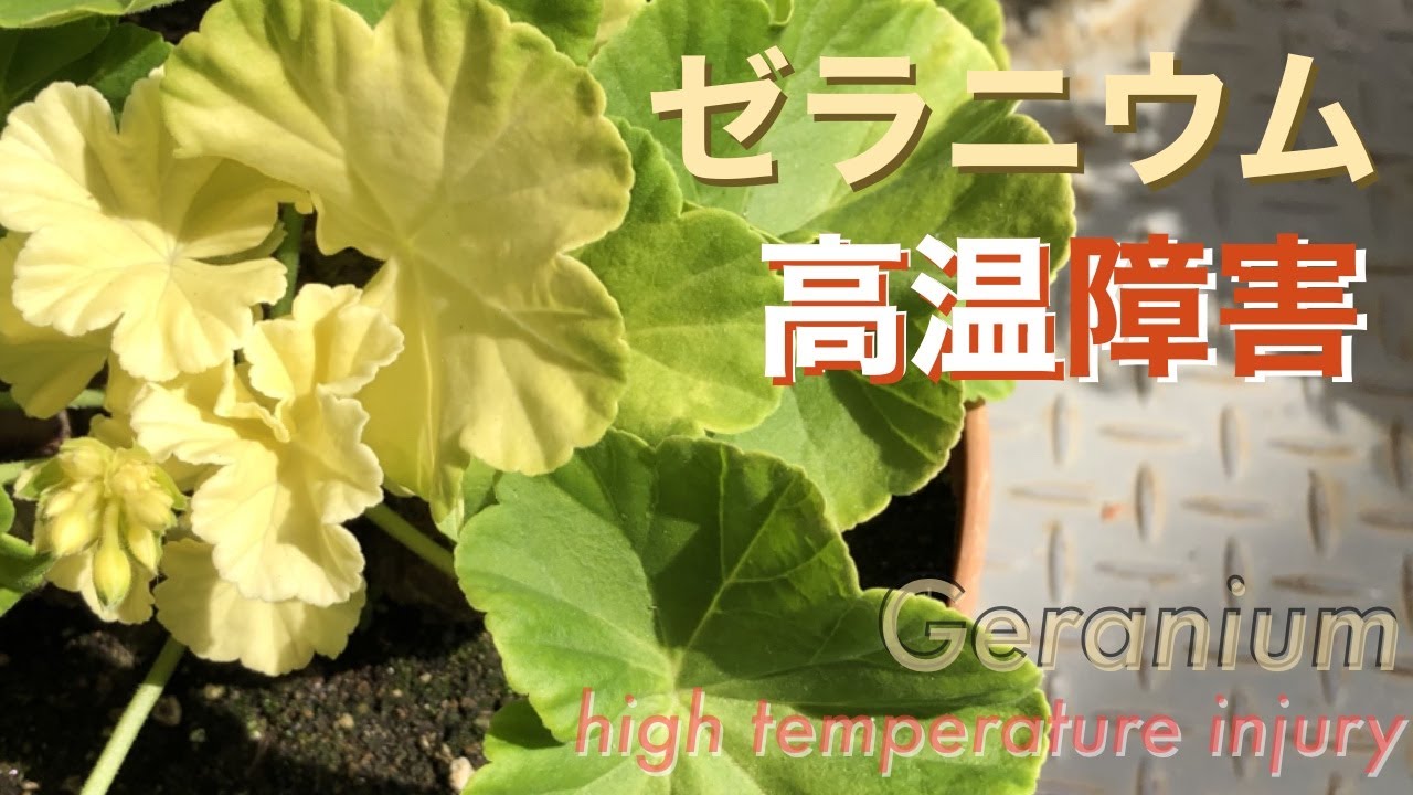ゼラニウムの高温障害／Geranium high temperature injury - YouTube