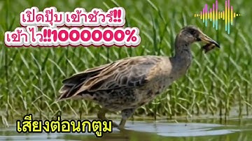 เสียงชัด เข้าชัวร์ เสียงต่อนกตูม(นกอีลุ้ม) เข้าเร็ว ได้ไว 1000000% #กดติดตาม #youtube #subscribe 