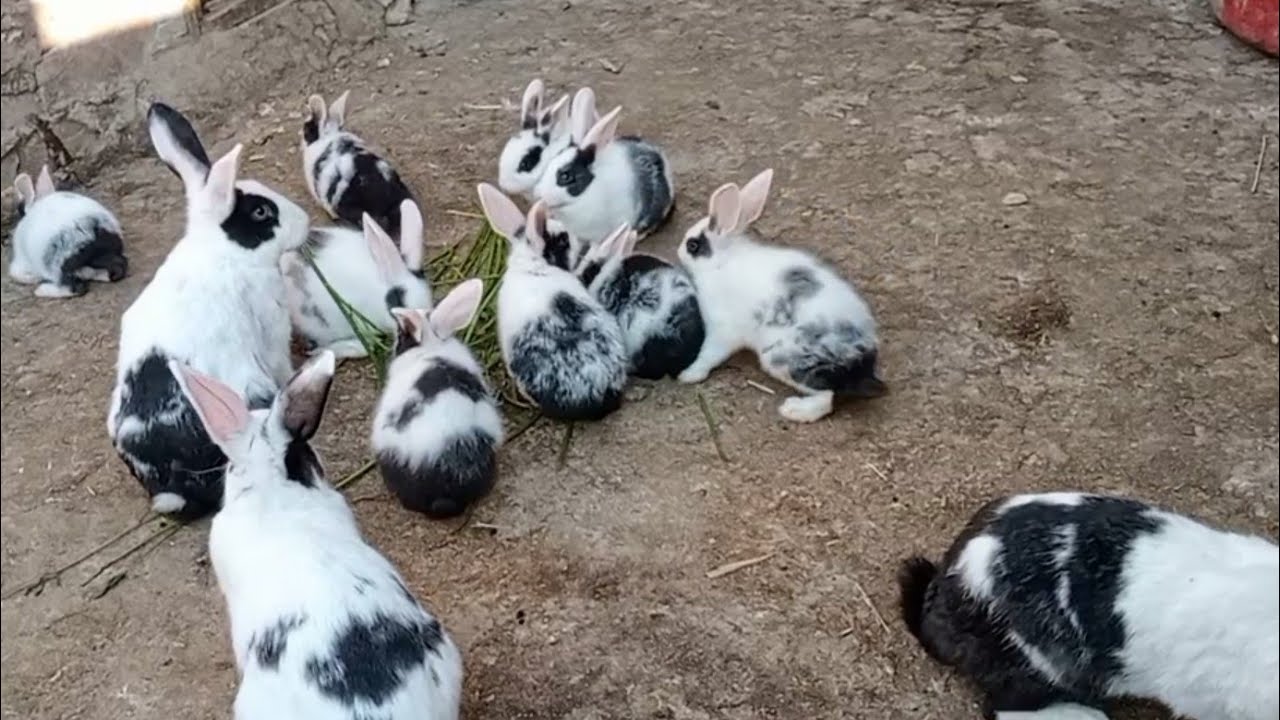 ربينا الارانب فى الصيف وفى أشد درجات الحرارة بدون خسائر تربيه الارانب فوق السطح