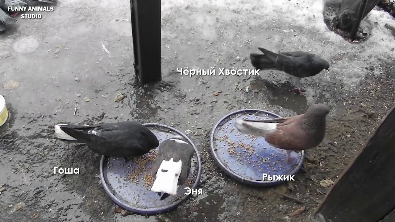 Голубь под капотом
