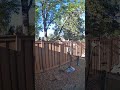 Backyard Squirrel Chaos! 🐿️ #squirrel