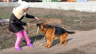 АГРЕССИЯ СОБАК. Кобель Немецкой Овчарки 2 года. Aggressive male German Shepherd.(Красивый, но не послушный и агрессивный молодой кобель немецкой овчарки Эмм. Aggressive male German Shepherd. Agresivo pastor..., 2016-04-29T19:23:40.000Z)