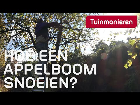 Video: Hoe appelbomen snoeien in de herfst: advies van ervaren tuiniers