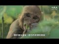 「進化論」被重新審視的時刻｜作者搜集資料時都驚訝的真相｜透視進化論｜林曉旭博士｜台灣大紀元 全新社論｜作者專訪