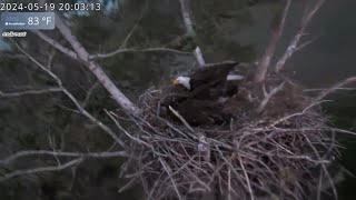 Kansas Eagles 5-19-24.  Huge Storm/High Winds 70-80 MPH Rock the Nest; All are OK!