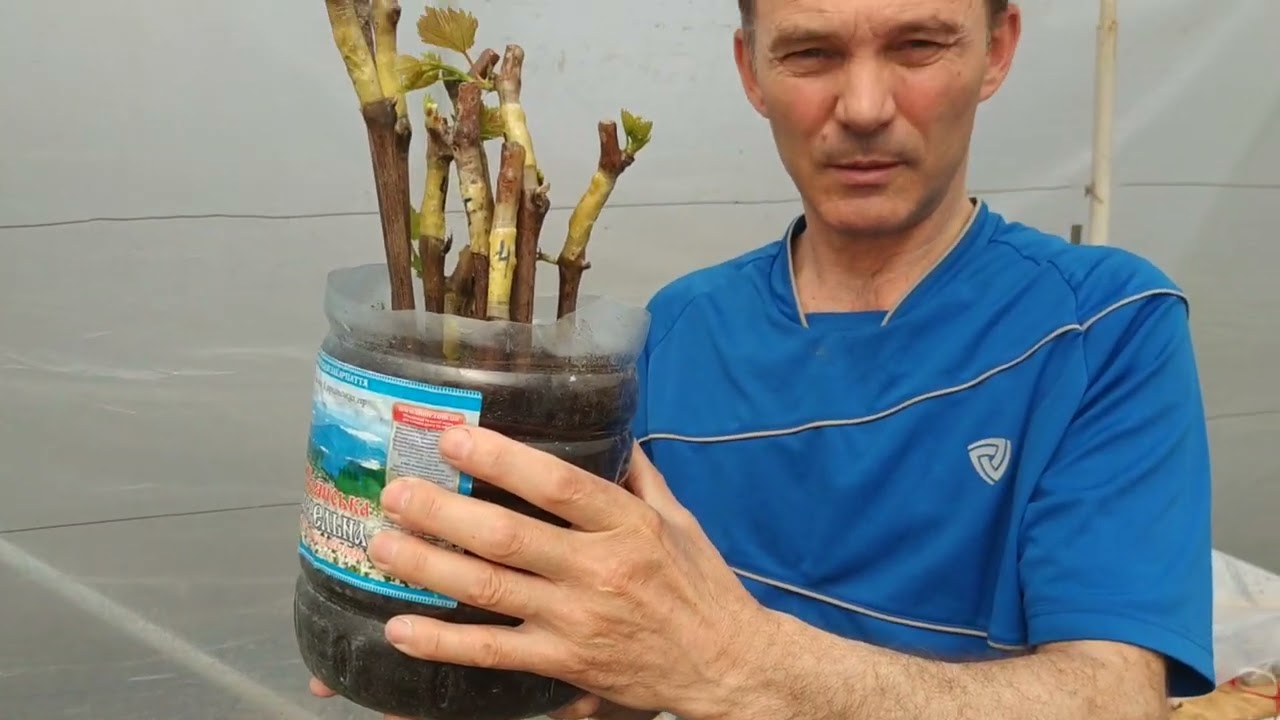 Mibe ültessük és hogyan locsoljuk a csemete szőlőnket ?