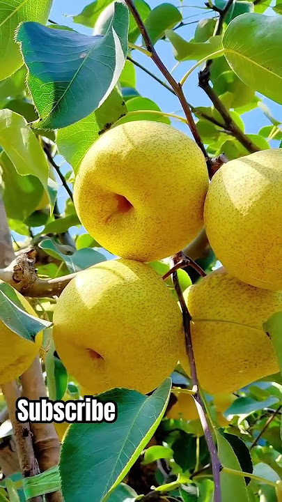 Season 🍐 #hymu #tropicalfruit #freshfruits #naspati #pears #shots #fypシ゚viral #funny #garden