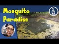 🔬 142 - How do MOSQUITO LARVAE look under the microscope? | Amateur Microscopy