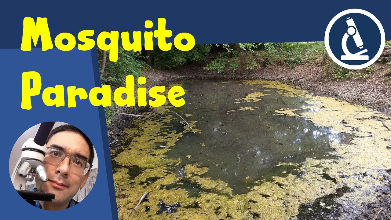 🔬 142 - How do MOSQUITO LARVAE look under the microscope? | Amateur Microscopy