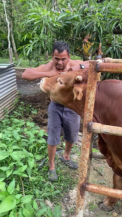 Lembu limosing
