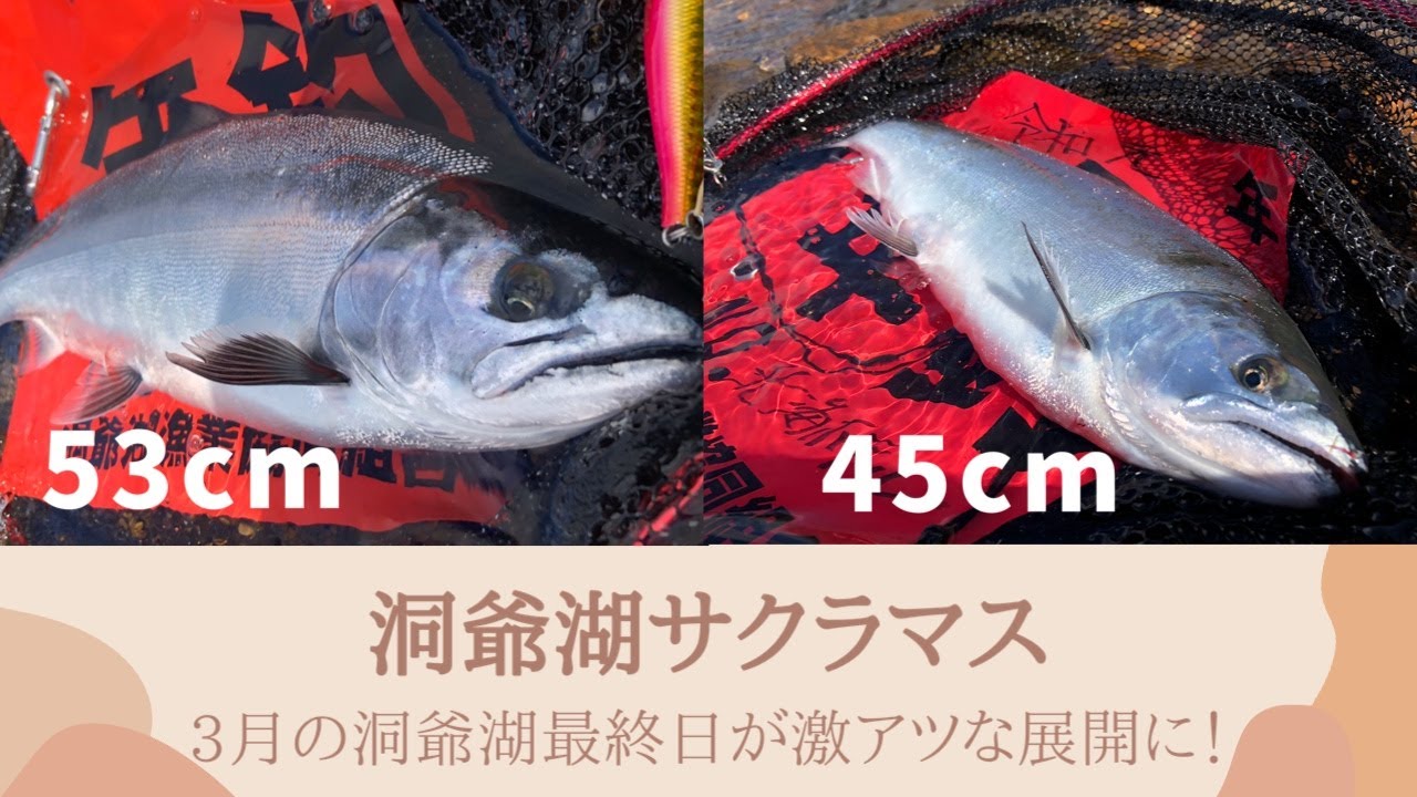 支笏湖ブラウントラウト ニジマス 3月上旬にトライデントで釣れた Youtube 支笏湖ブラウントラウト ニジマス 3月上旬にトライデントで釣れた Youtube