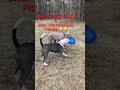 More Dangerous play from two huge Pitbulls..🤣🤣🤣🤣#Pitbulls, #Pitbull, #lovabledogs #dogs #dogshorts