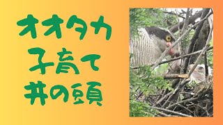 オオタカ井之頭で子育て中です