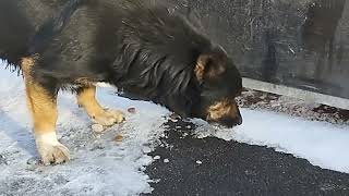 Feeding Another Cute Stray Dog !  🐺🍖🍗#feeding #stray #dogs 🐾 by With Love To Animals  203 views 2 months ago 3 minutes, 11 seconds