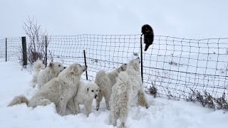 Guardian Dogs Hold The Line Against A Raccoon. No Animals Harmed by Big Horn Mountain Alpacas 5,415 views 1 year ago 8 minutes, 14 seconds