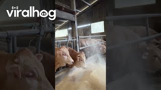 Cow Playfully Tosses Feed Back || Viralhog