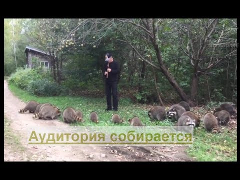 Житель США очаровывает енотов, игрой на флейте во время кормёжки в заповеднике