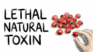 Celebrity The Seeds That Look Like Candy But Are Deadly Wealth