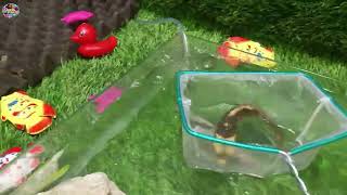 SEROK IKAN WARNA-WARNI DI AIR TAWAR! 😱 Dapat Ikan Mas, Koi &amp; Komet Cantik Banget!