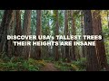 Meet the Giants: The Tallest Trees in the USA