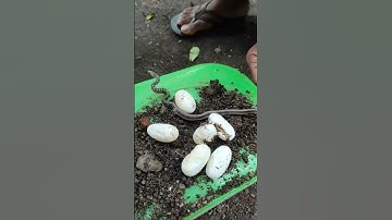 Rare Video Snake Coming Out From Eggs