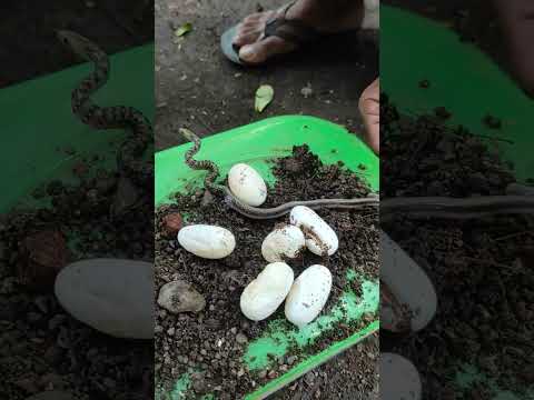 Rare Video Snake