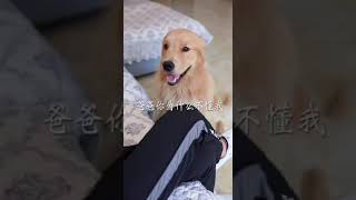 Retriever Saving his Owner from Earthquake