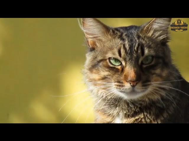 Yekaterinburg yollarida fohishalar qayerda turishadi?