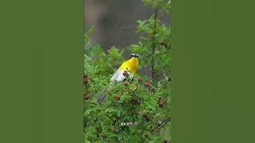 تلاوة بصوت ياسر الدوسري #القرآن_الكريم #quran #قرآن #قران_كريم #راحة_نفسية #تلاوات #تلاوة_خاشعة