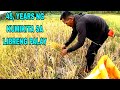 45 YEARS NA KUMUKUHA NG LIBRENG PALAY